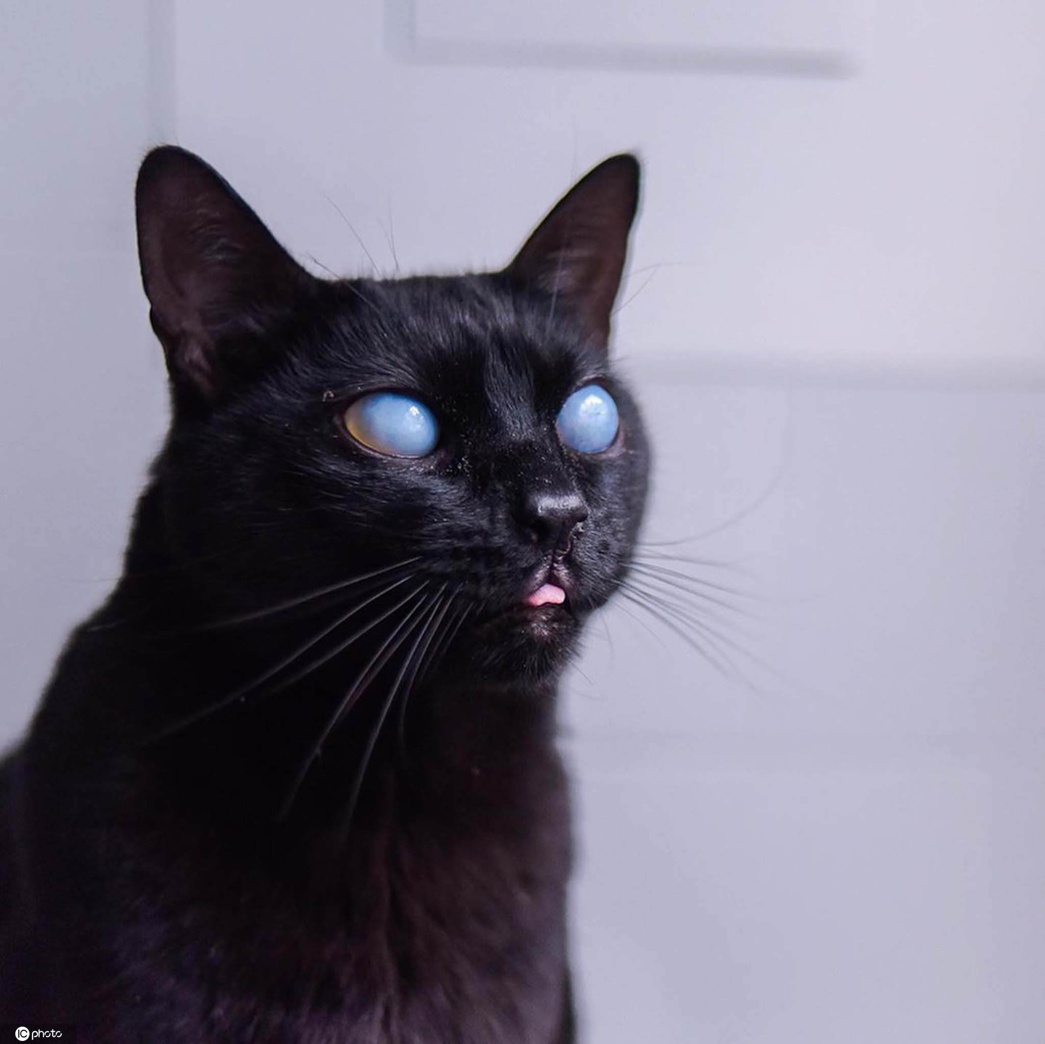 哥伦比亚黑猫双目失明 却因美丽蓝眼珠收割万千粉丝