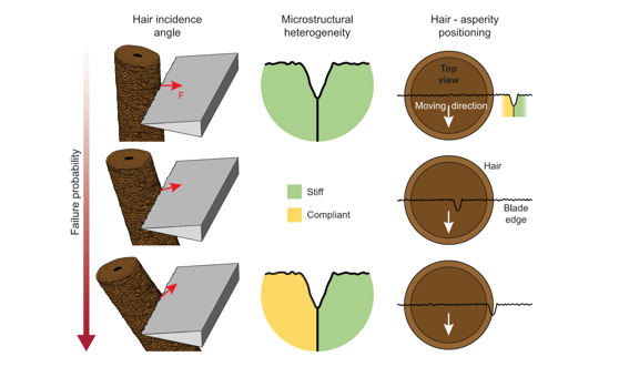 切割角度（左）、材料结构均匀度（中）、毛发与不均匀点的位置变化（右）对裂缝大小的影响（从上至下依次增加）