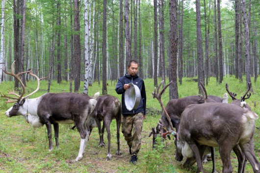 中国日报|Ecological development revives, preserves Chinese reindeer tribe