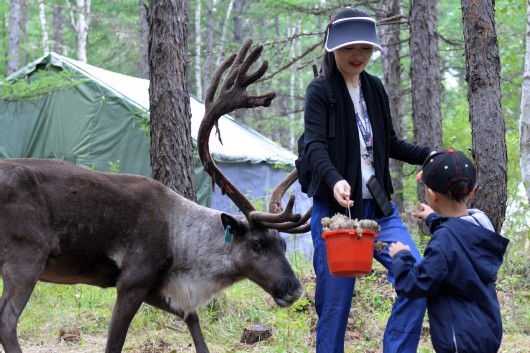 中国日报|Ecological development revives, preserves Chinese reindeer tribe