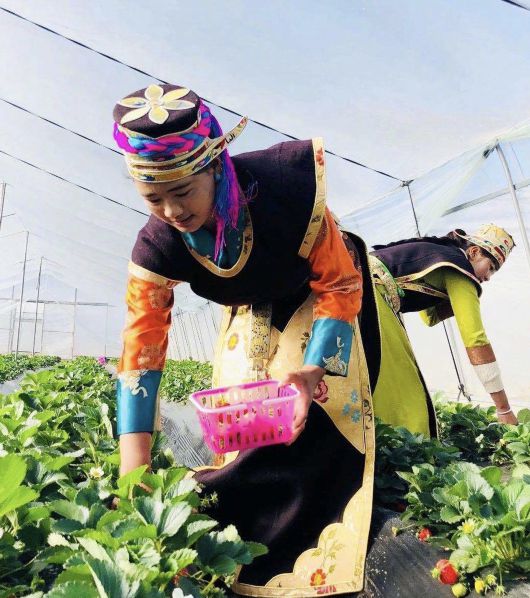 中国日报|【幸福花开新边疆】林芝市久巴村：草莓铺满致富路