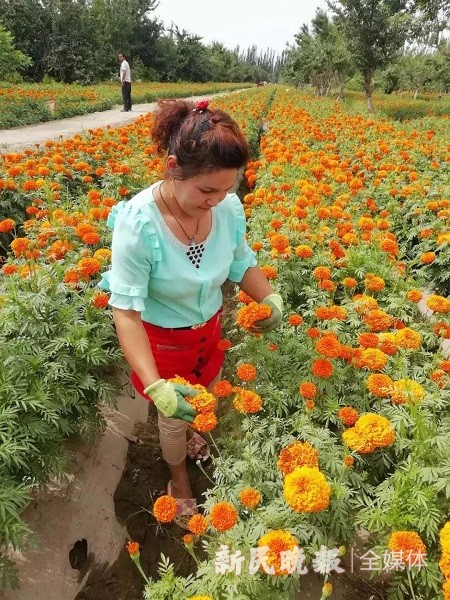 新民晚报|莎车的万寿菊：引领农民走上脱贫致富路