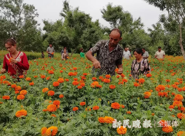 新民晚报|莎车的万寿菊：引领农民走上脱贫致富路