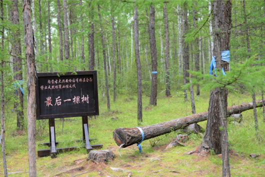 中国日报|【幸福花开新边疆】伐木工变护林人，内蒙古林场停伐后的生态化转型