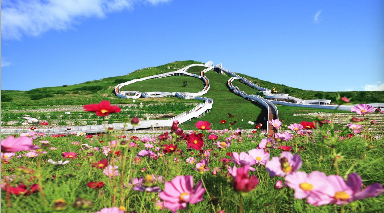 幸福花开新边疆|乌兰浩特天骏山:废弃采石场蜕变成格桑花海