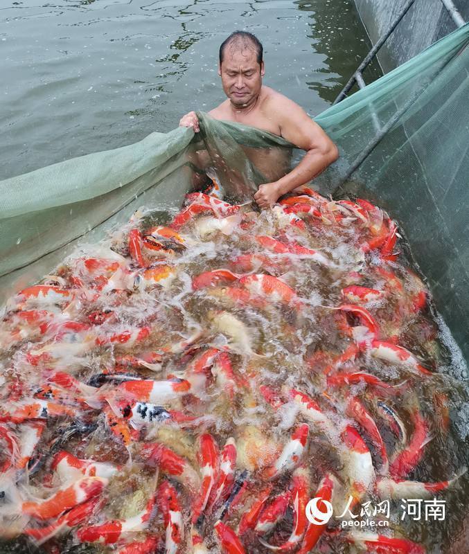 人民网河南频道|黄河滩区北堤村：鱼肥椒红奔小康