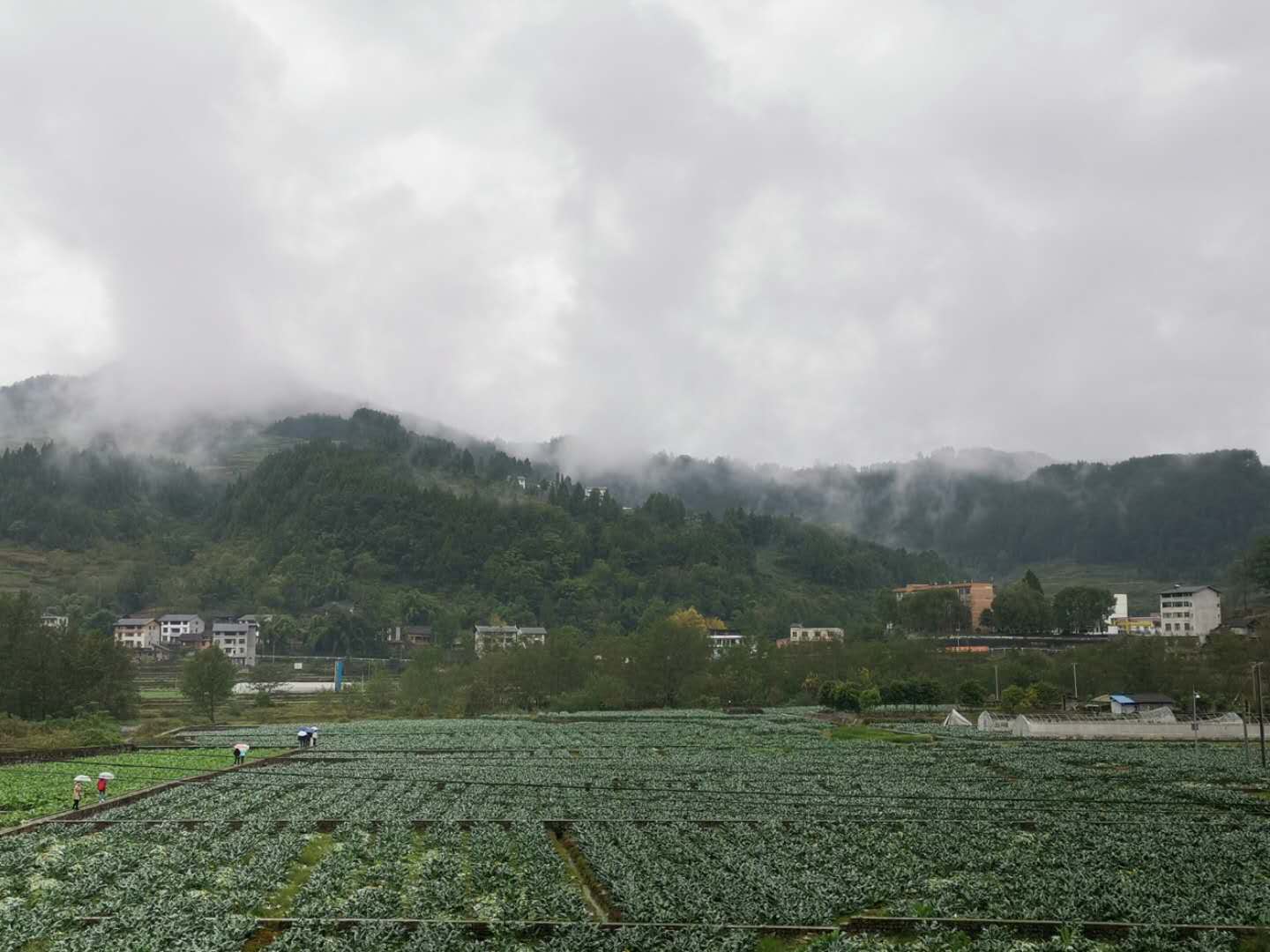 东方网|山海同行·决胜今朝丨黔北高原这个“菜县菇乡”，搭上大杨浦开来的制造业快车