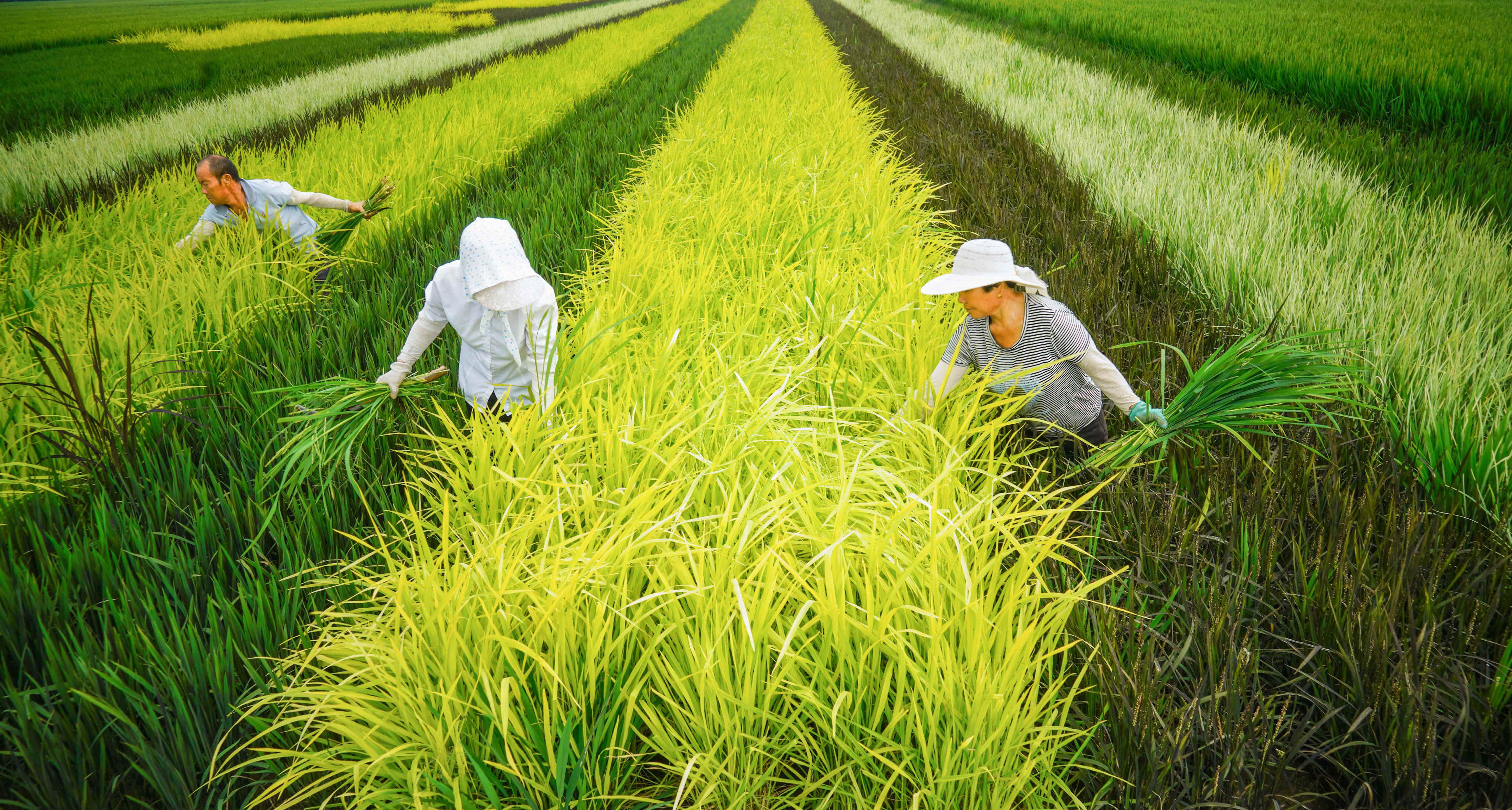 8月28日,涛雒镇东石梁头村农民在管理彩色水稻