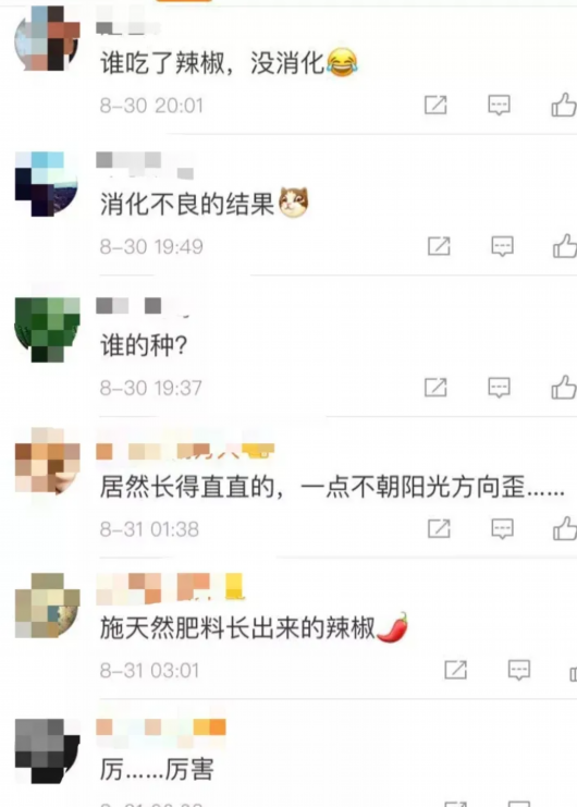 上海宝山|女生返校后惊呆了！宿舍竟长出辣椒，位置很尴尬……