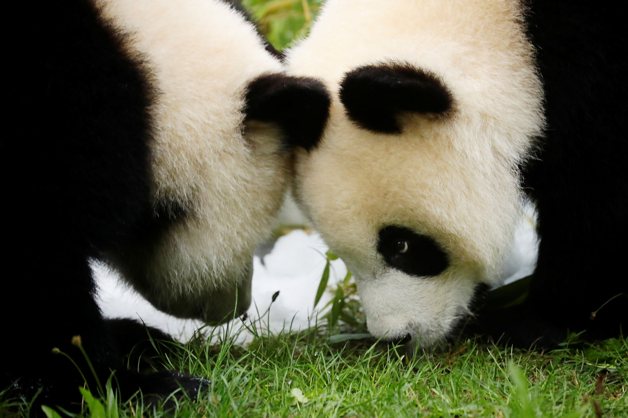 快1岁啦！ 德国动物园大熊猫双胞胎嬉戏打闹萌化人心