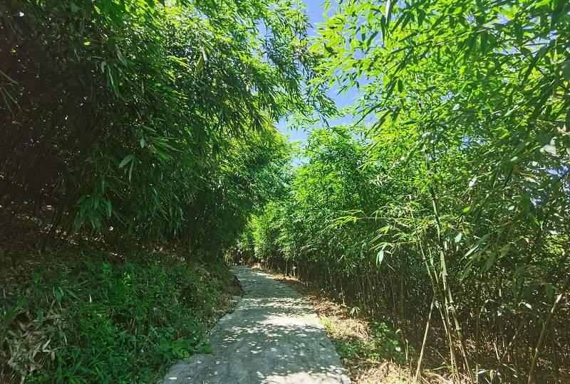 人民日报客户端广东频道|【脱贫攻坚万里行】 修通 “富民路”，笋山变金山