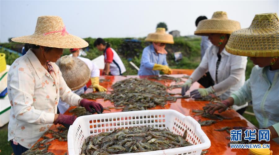 新华网|田间捕虾