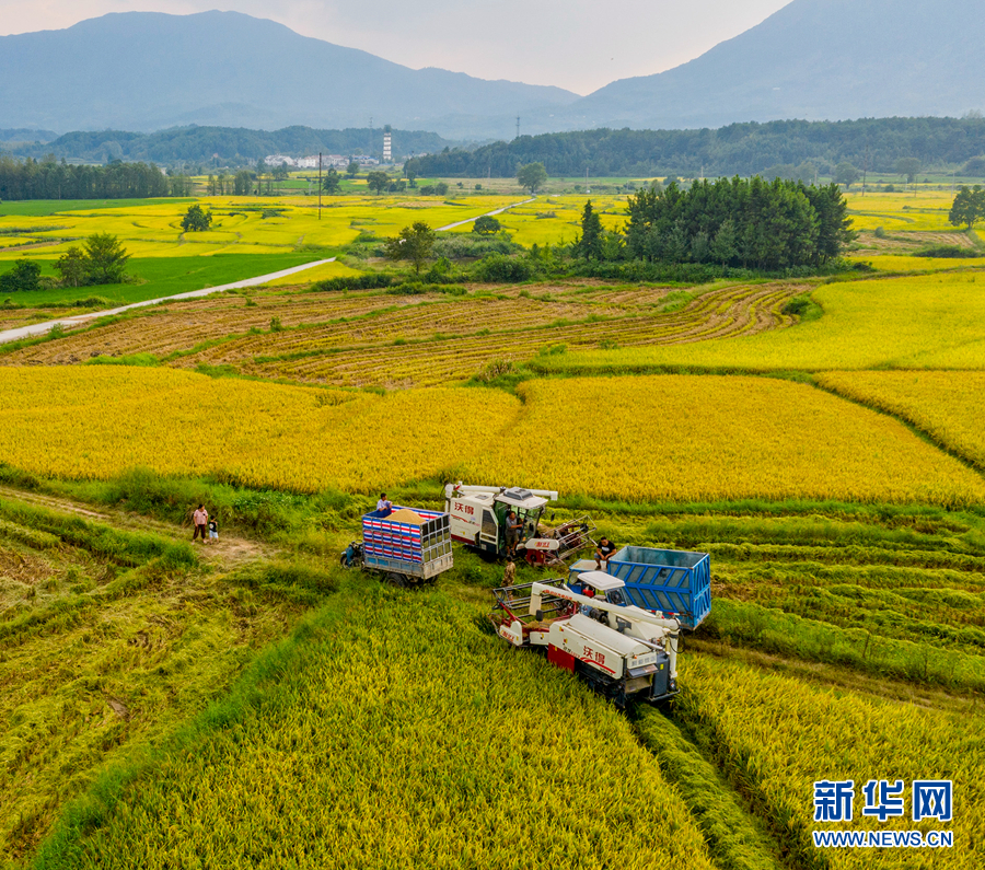 新华网|【“飞阅”中国】云上梯田开启丰收画卷