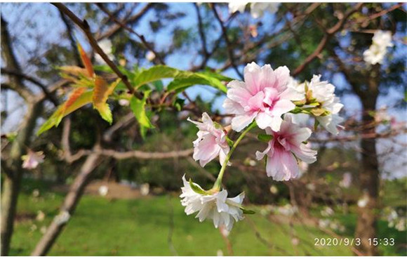 辰山植物园樱花开了 专家 一年开两次 花期略提前