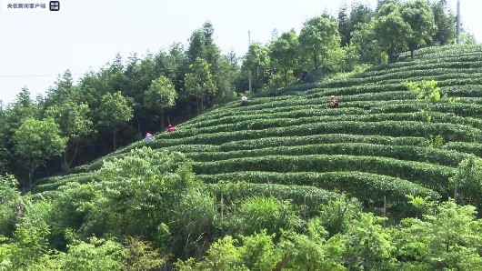 央视网|广西全州：生态文明建设助推脱贫攻坚 两场战役实现“双嬴”