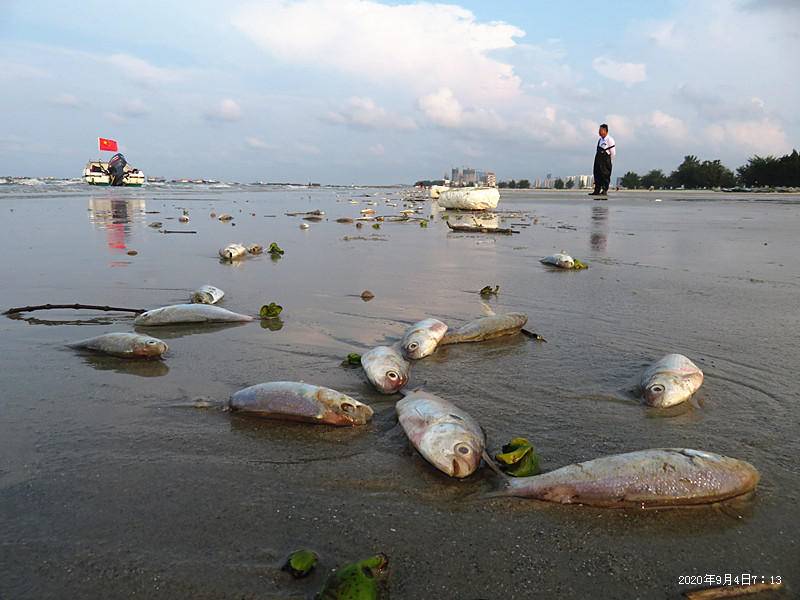 南国早报客户端|广西北海银滩景区现大量死鱼绵延近4公里，当地介入调查