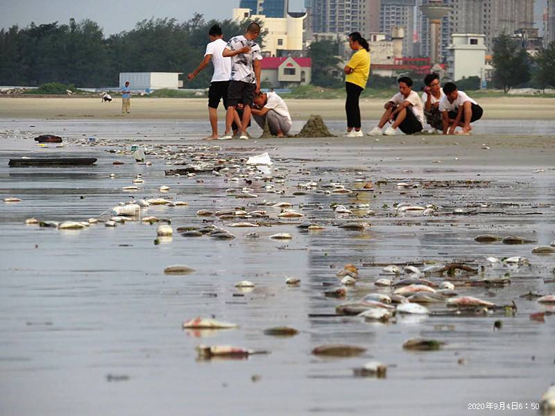 南国早报客户端|广西北海银滩景区现大量死鱼绵延近4公里，当地介入调查