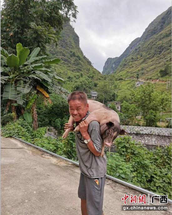 中新网广西|巴马农户喜背香猪回家 产业致富笑开颜