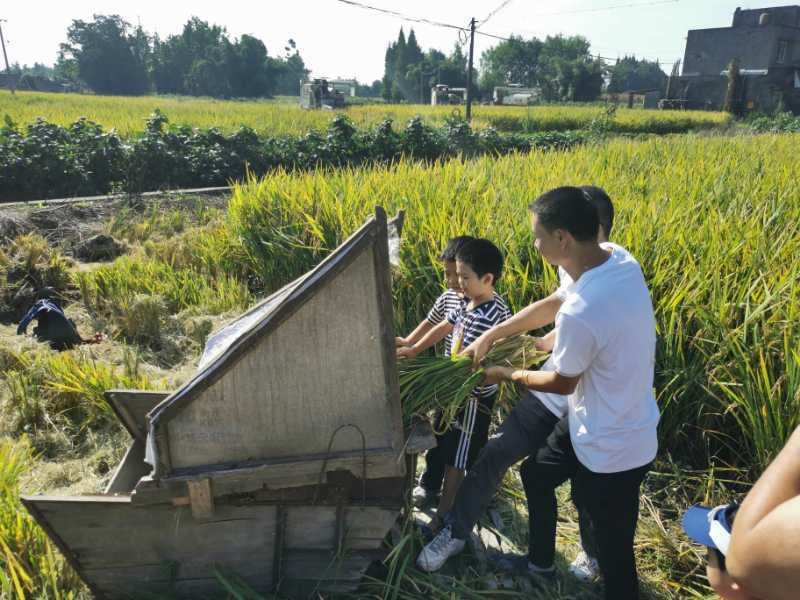 川报观察|省直机关组织职工家庭参加秋收体验活动 帮助孩子树立节约粮食好习惯