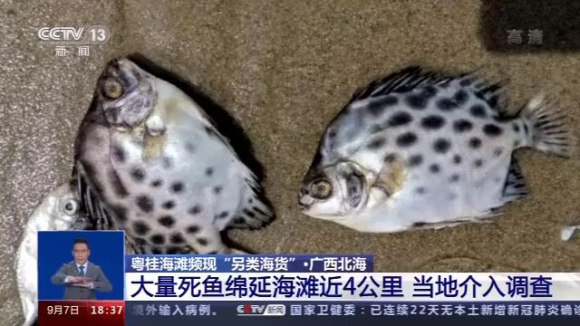 央视新闻|大量死鱼、榴莲、猪蹄遍布海滩 粤桂海滩为何频现“另类海货”？