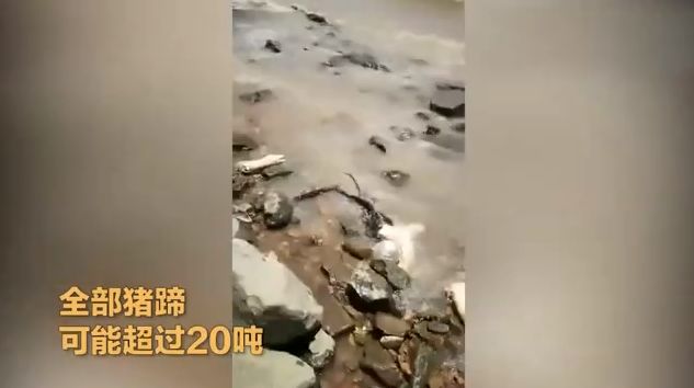 央视新闻|大量死鱼、榴莲、猪蹄遍布海滩 粤桂海滩为何频现“另类海货”？