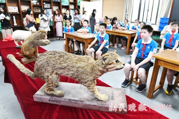 新民晚报|60多岁的动物标本修好了！102岁教师林有禹说，希望它们继续服务好学生