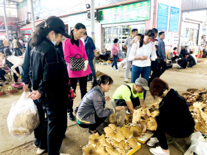 都市时报|野生菌即将落潮价格上涨，目前鸡枞干巴菌最多