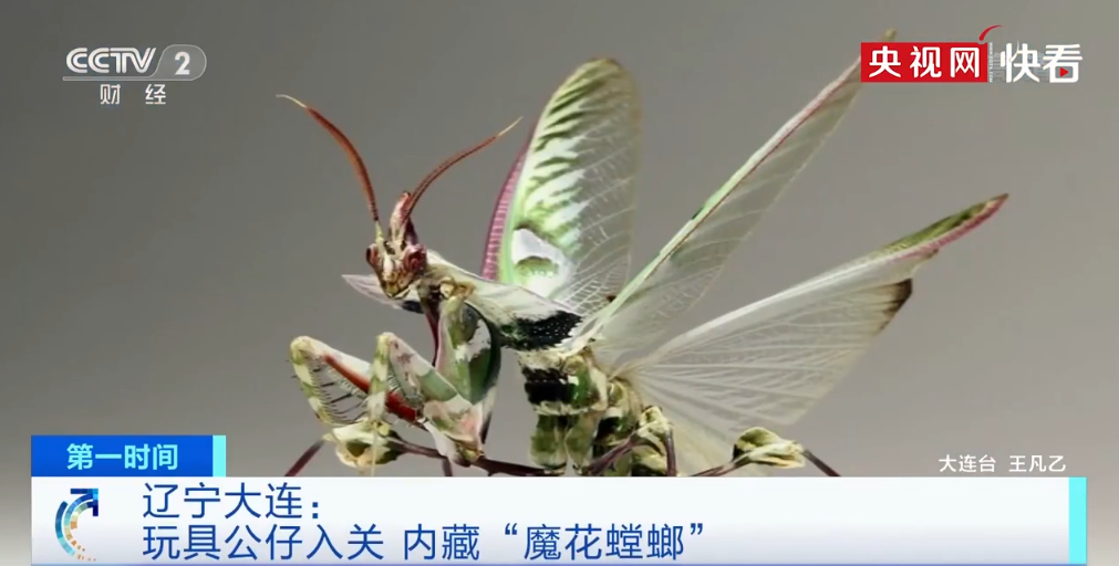 央视新闻 图