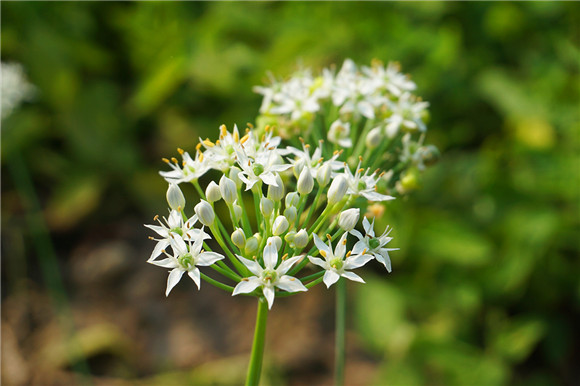 韭菜都吃过韭菜开花见过吗