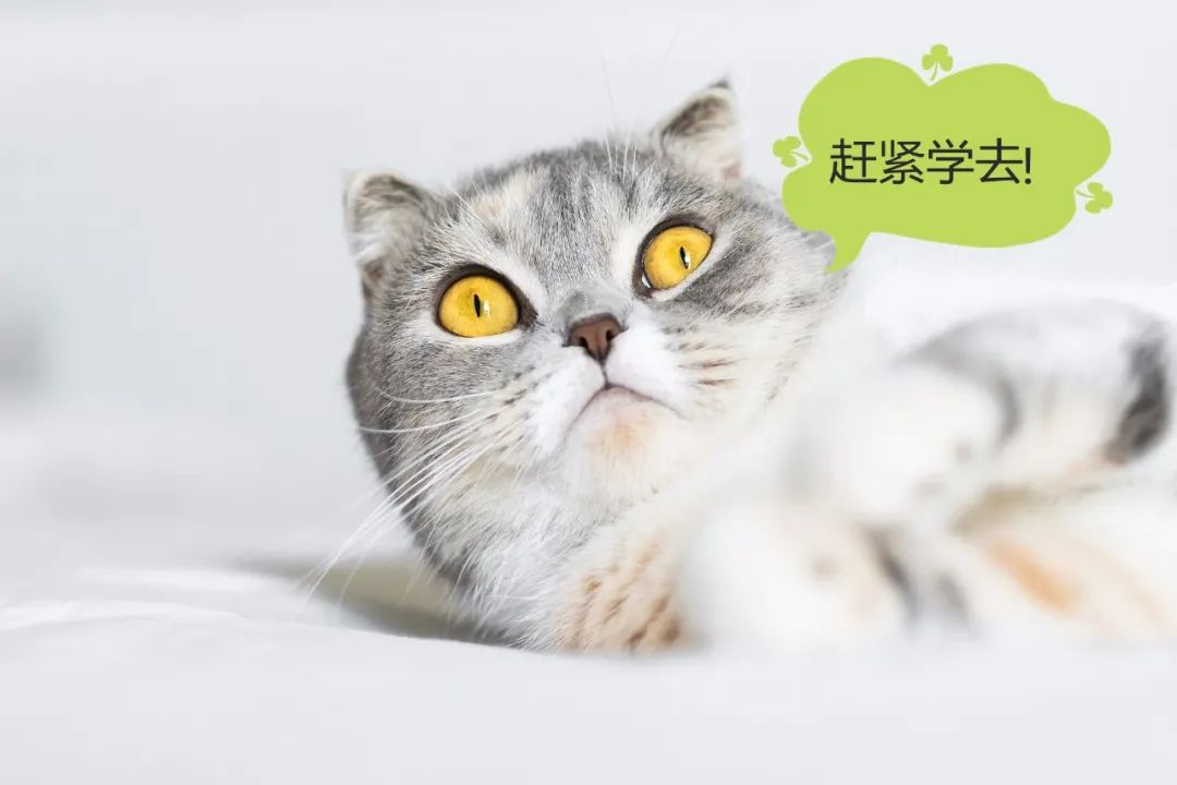央视网|官 方 “吸 猫” 指 南 ！