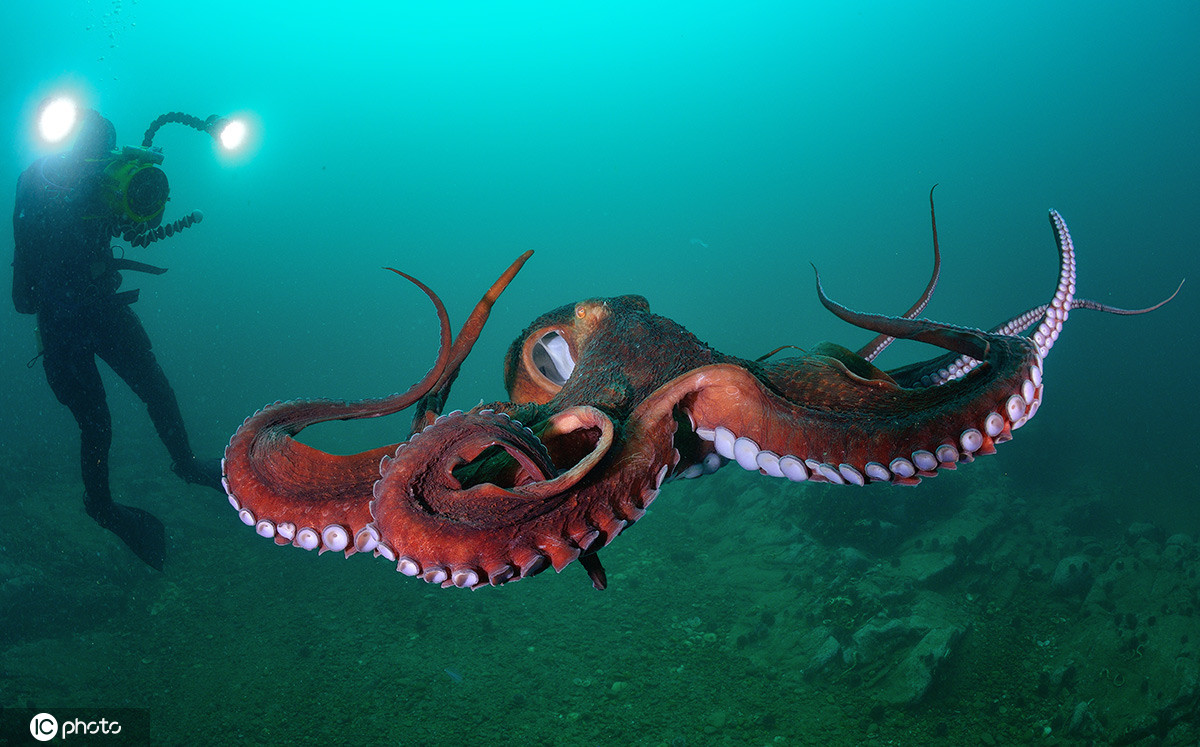 2020年9月14日报道,太平洋巨型章鱼是目前发现的最大章鱼种类,摄影师