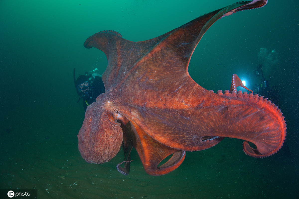 摄影师潜水偶遇世界最大章鱼 庞然大物好奇心十足对相机自拍