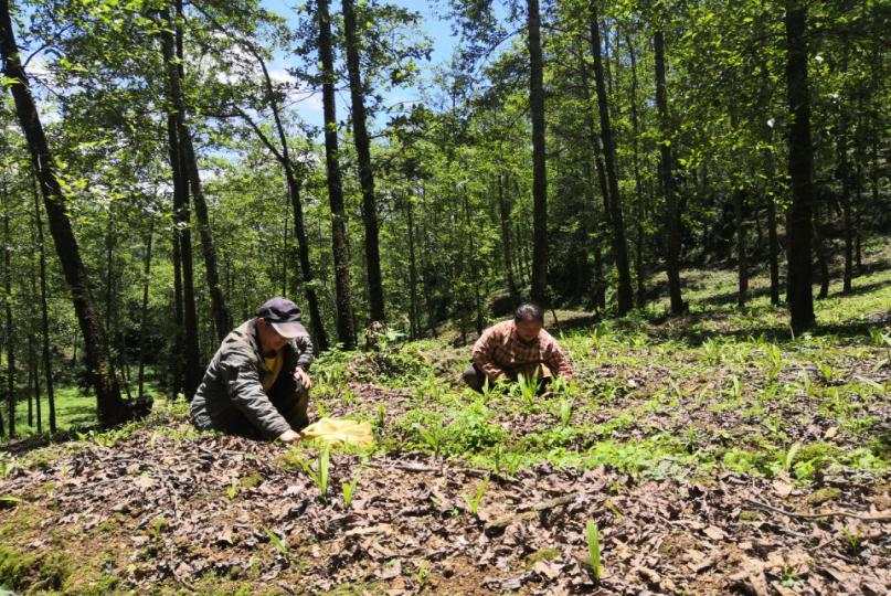 人民日报客户端云南频道|走进未摘帽深度贫困县|人均3亩果树，屏边的枇杷荔枝猕猴桃等助农“绿色脱贫”