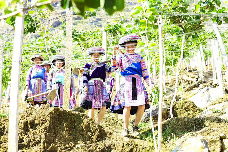 人民日报客户端云南频道|走进未摘帽深度贫困县|人均3亩果树，屏边的枇杷荔枝猕猴桃等助农“绿色脱贫”