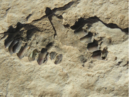 科学家在干旱的阿拉伯半岛发现了12万年前的人类脚印(1)(1)639.png