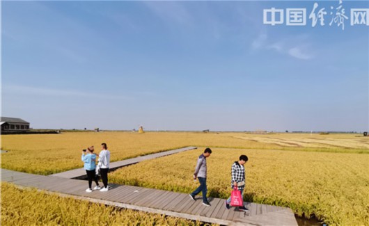 中国经济网|【幸福东北】盘锦“醉美”红海滩 生态家园河海之恋的鲜活证据