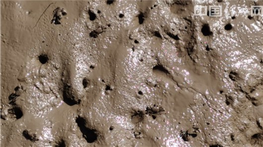 中国经济网|【幸福东北】盘锦“醉美”红海滩 生态家园河海之恋的鲜活证据