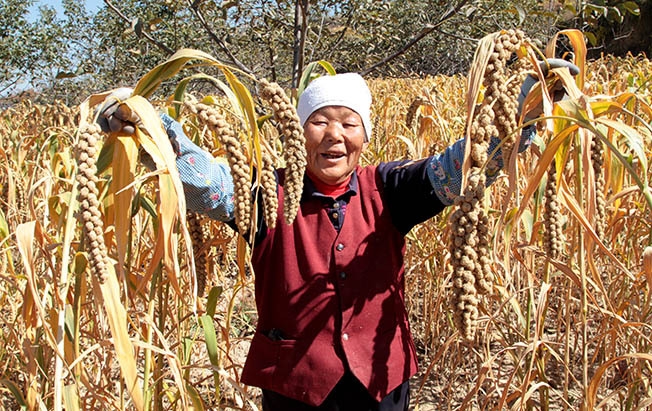 人民日报客户端山西频道|精准扶贫暖心助力，鳌脑村的原生态石碾小米火了