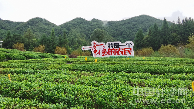 经济日报|【西部开发新脉动】走进七彩部落 看湄潭茶旅融合之路