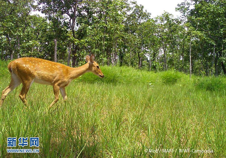 （国际）（1）柬埔寨一自然保护区内记录到濒危坡鹿活动影像