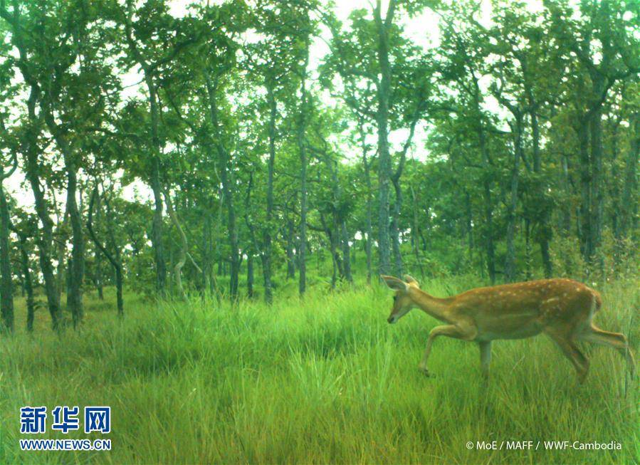 （国际）（2）柬埔寨一自然保护区内记录到濒危坡鹿活动影像