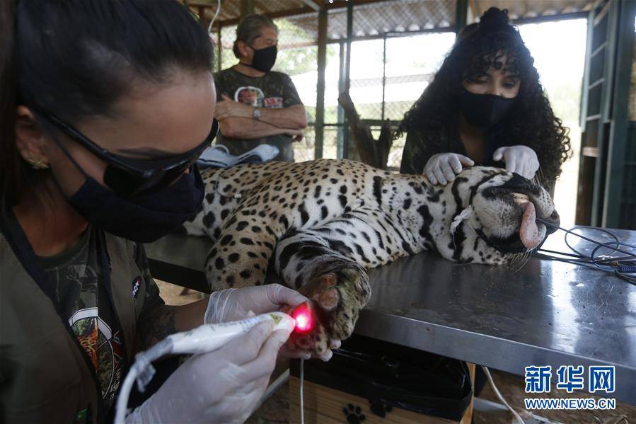 （國際）（2）巴西潘塔納爾濕地火災中一受傷的美洲豹得到醫治
