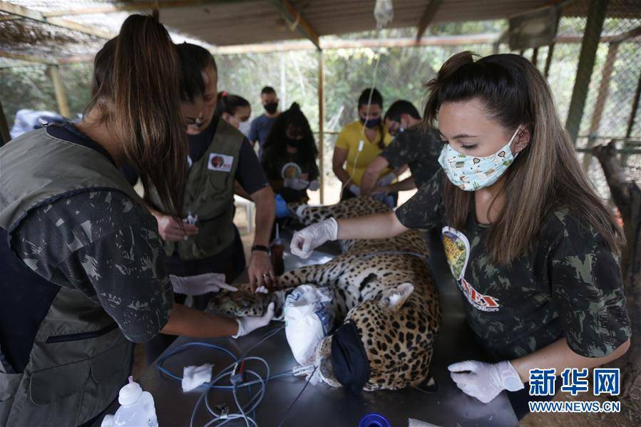 （國際）（3）巴西潘塔納爾濕地火災中一受傷的美洲豹得到醫治