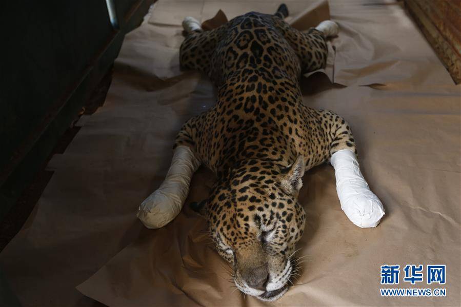 （國際）（4）巴西潘塔納爾濕地火災中一受傷的美洲豹得到醫治