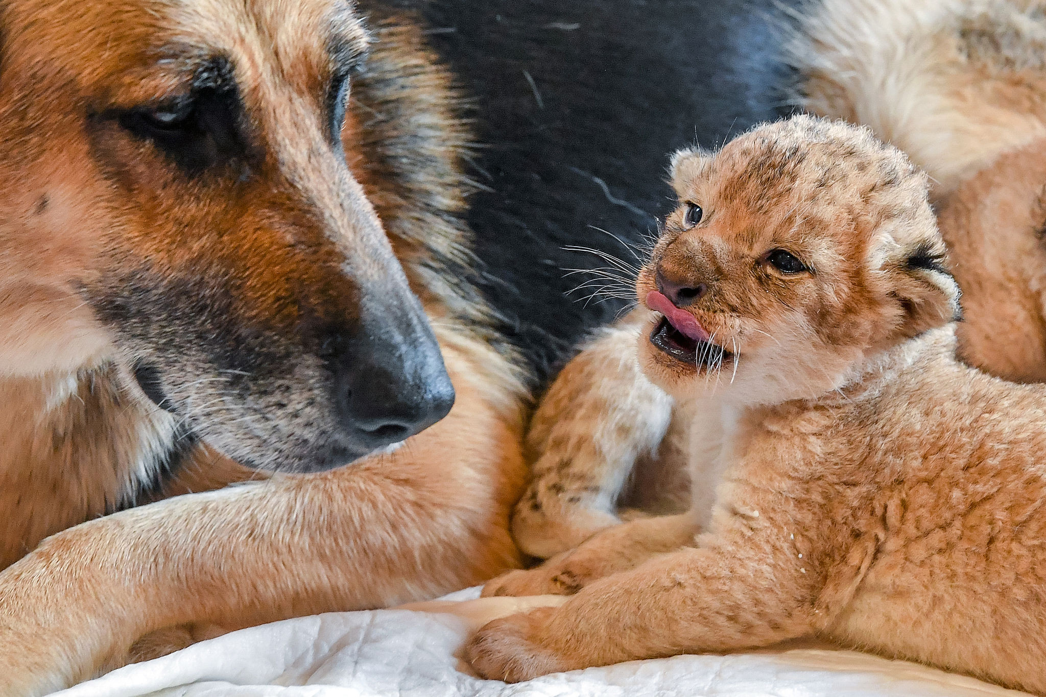 视觉中国|俄罗斯：牧羊犬给两只幼狮当“妈妈” 暖心看护超有爱