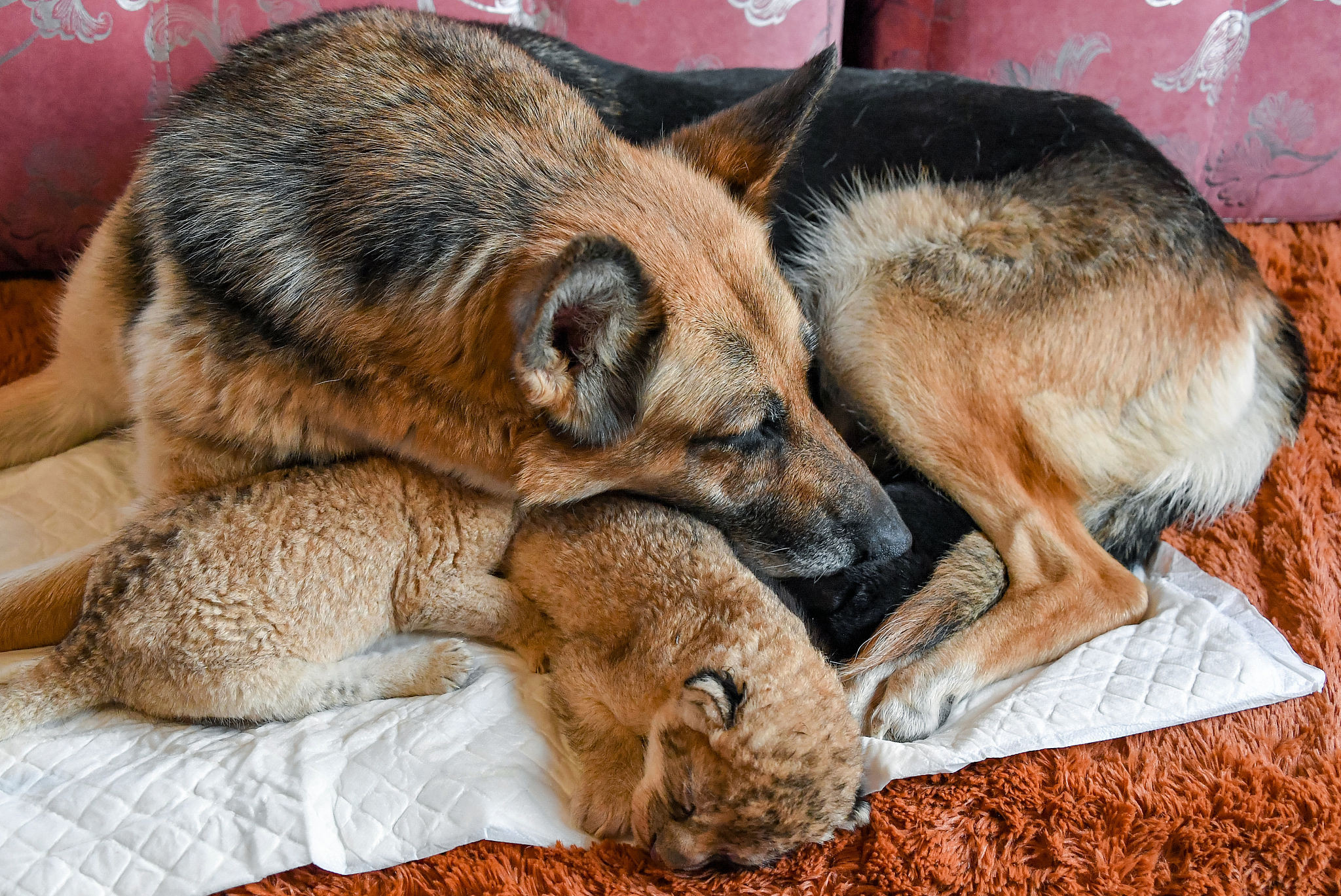 视觉中国|俄罗斯：牧羊犬给两只幼狮当“妈妈” 暖心看护超有爱