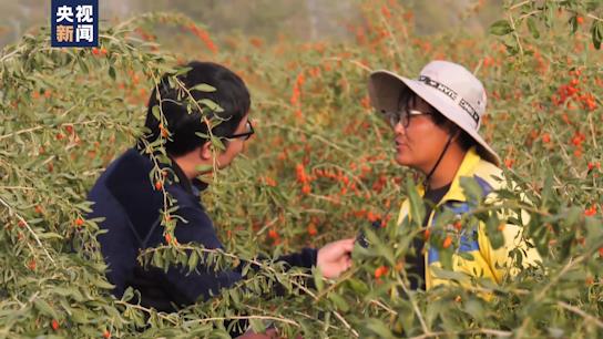 央视新闻客户端|坐着高铁看中国丨行走“天路”最美青藏线！小小枸杞撑起戈壁绿洲