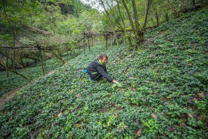 新华网|黄连苦蜂蜜甜旅游乐——重庆南川区庙坝村脱贫致富记