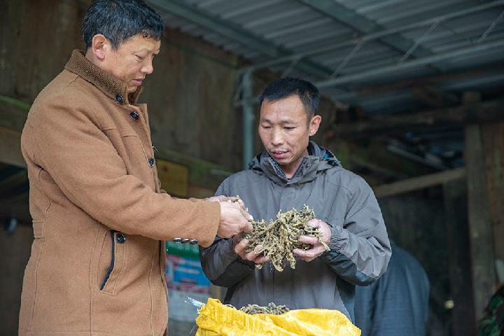 新华网|黄连苦蜂蜜甜旅游乐——重庆南川区庙坝村脱贫致富记