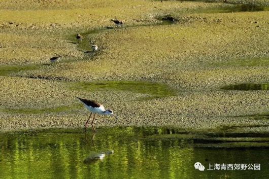 绿色青浦|发现青西：鸟界“超模”黑翅长脚鹬